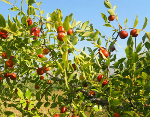 La Recolte De Baies Du Jujubier Bat Son Plein La Depeche De Kabylie